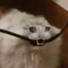 kitty.master2