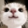 notnot_nyeh