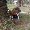 SAPI ANGON UWANG AWAK