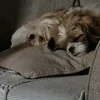 amelia_main_7