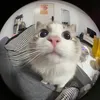 baothyle24