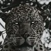 abidi.7988