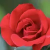 redrose20250