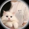 user93714619856150