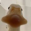 elyselovesducks