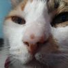 el_corta_patas9