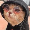 MeowMoments