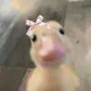 littol_cat