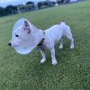 dogjackky1