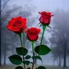 ahmed.ali91373