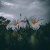 tasmim_800