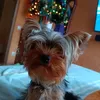 alex.voodu