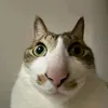 whipsnblips