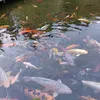 danviva