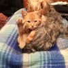 gato567._1
