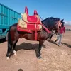 ahmedlakhal075