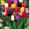 tulipe8525