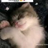 yenzyy_11