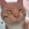 petfunnycollection