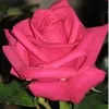 irenematias323
