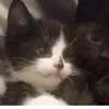 fankam_lay