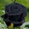 emon.hossen276