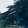 khoai.ty600