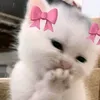 te_qaa3