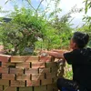 hieunhok66m1