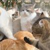 neko.noss
