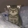 shvrive