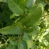 tapchoibonsai686