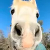 kyarazepeto5
