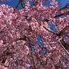 limone6530