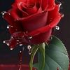 manal.manal310