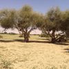 hijaze3647