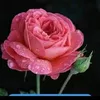 user30670342026996