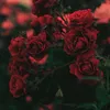 nabd.al.imane04