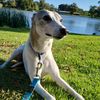 whippydoudownunder