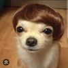 thebestdog67