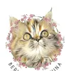 gatinhaninapersa