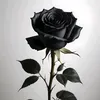 black_rose0603
