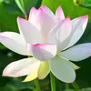 don.phng8