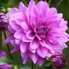 ginaursu14