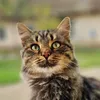 Dolothecat