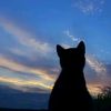 lupin.super.cats
