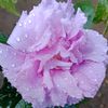 nyonya.kim77