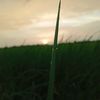 pyae.phyo8525