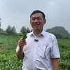 Đặc Sản Trà Shan Tuyết