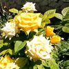 tahireabdullayev7